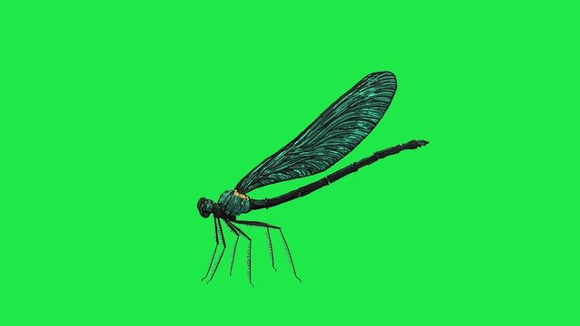 Realistic Dragonfly flying on sky close up view side angle Isolated on Green Screen for Visual Effects Production 3d render Dragonfly flying on sky side angle Isolated on Green Screen