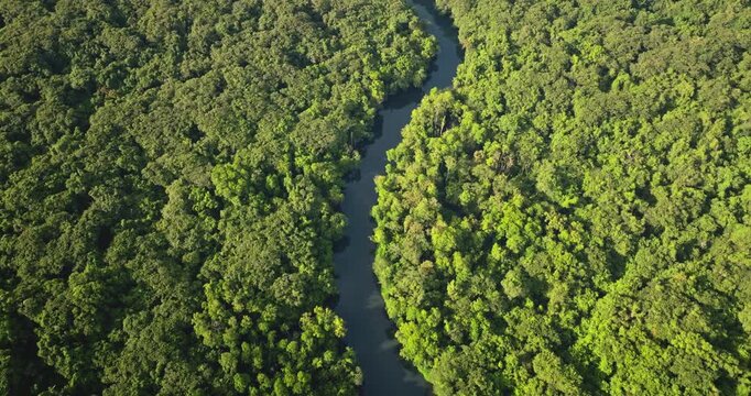 River flowing through lush green tropical rainforest canopy, showcasing the untouched nature and biodiversity of the Solomon Islands. Wild nature. Natural landscape. Aerial view drone flight footage