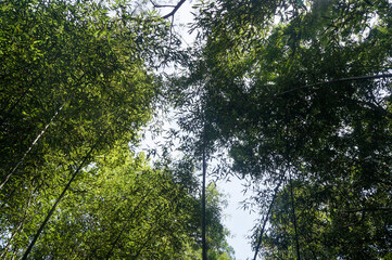 Fototapeta premium Looking up at the lush green bamboo canopy against a bright sky.