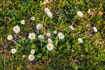 Bellis perennis. Plant with common daisy flowers. © LFRabanedo
