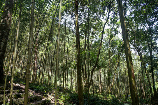 Lush bamboo and mixed broadleaf forest with sunlight filtering through trees. 