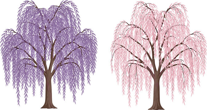 Beautifully rendered purple and pink weeping willow trees with cascading branches and delicate foliage isolated on white background for nature design, landscaping and decorative projects.