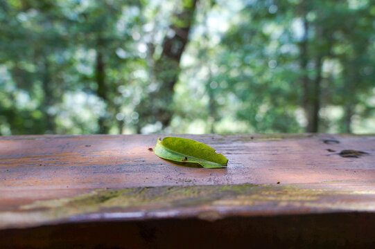 Single green leaf resting on a wooden surface with blurred forest background.