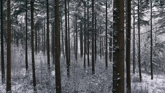 Snowy pine tree forest during winter seen from a high viewpoint in the Veluwe nature reserve in Gelderland The Netherlands.