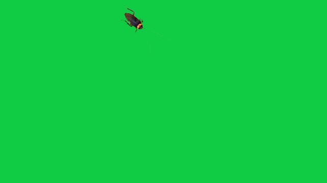 Cockroach Blattodea house Insect water bug cockroach Periplaneta cricket with long antennae flying walking running against a vibrant green screen background