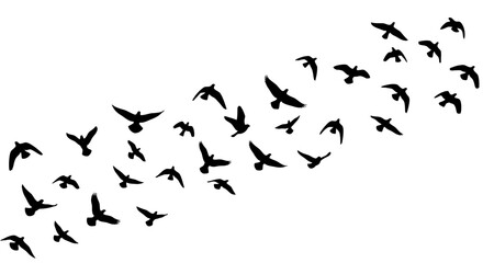 Obraz premium Vector illustration design featuring a flock of black silhouette birds flying diagonally upwards against a clean white background, creating a dynamic pattern with a sense of freedom