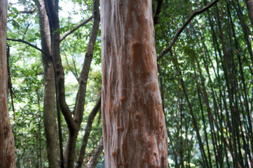 Fototapeta premium Close-up of smooth reddish-brown tree trunk with distinctive texture. 