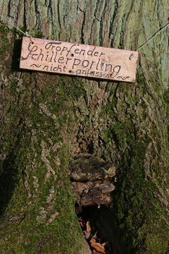 Tropfender Schillerporling - nicht anfassen!