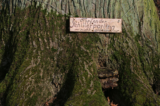 Tropfender Schillerporling - nicht anfassen!