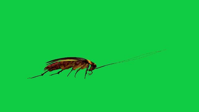 Cockroach Blattodea house Insect water bug cockroach Periplaneta cricket with long antennae flying walking running against a vibrant green screen background