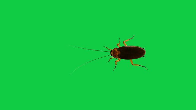 Cockroach Blattodea house Insect water bug cockroach Periplaneta cricket with long antennae flying walking running against a vibrant green screen background