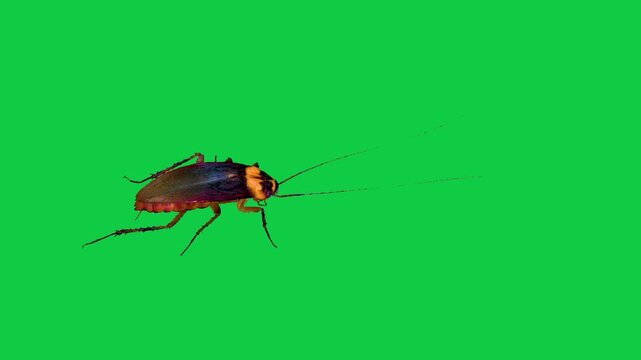 Cockroach Blattodea house Insect water bug cockroach Periplaneta cricket with long antennae flying walking running against a vibrant green screen background