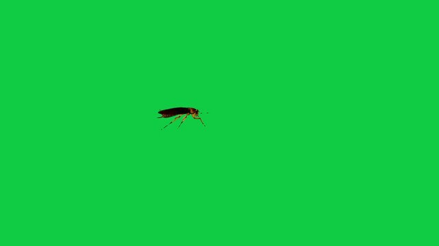 Cockroach Blattodea house Insect water bug cockroach Periplaneta cricket with long antennae flying walking running against a vibrant green screen background