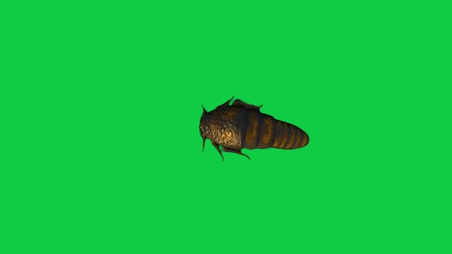 Cockroach Blattodea house Insect water bug cockroach Periplaneta cricket with long antennae flying walking running against a vibrant green screen background