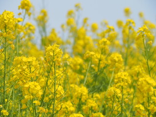 Obraz premium 黄色の菜の花畑