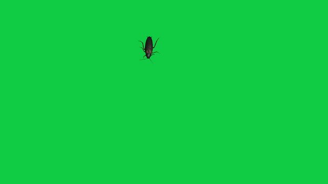 Cockroach Blattodea house Insect water bug cockroach Periplaneta cricket with long antennae flying walking running against a vibrant green screen background