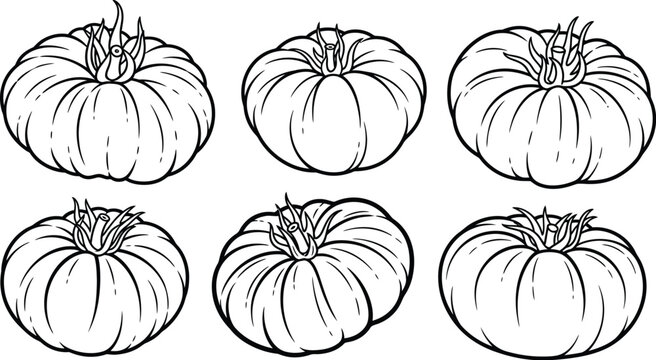 Heirloom tomato variety outline sketch vector illustration