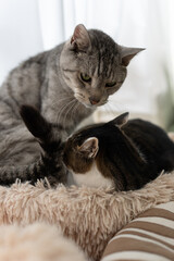 Fototapeta premium 窓辺でくつろぐ可愛い二匹の猫