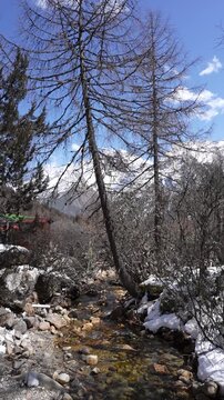 Snowy alpine forest with a shallow stream winding through rocks and bare trees, set against towering mountains and a bright blue sky, evoking a crisp and tranquil winter wilderness scene.