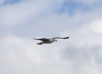 Obraz premium A seagull is flying in the sky