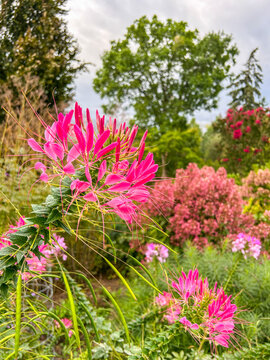Cleome hassleriana in Bloom