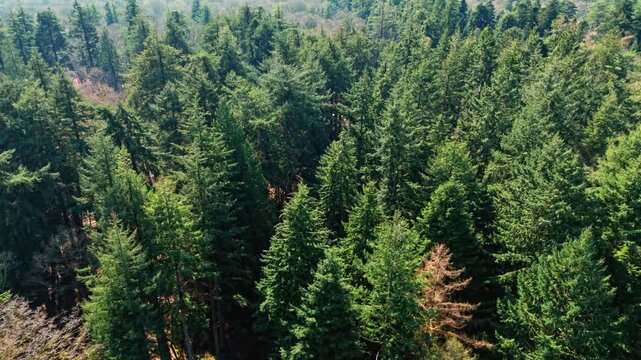 The New Forest National Park in southern England is an ancient landscape of heathland, forest, and coastline. Established by William the Conqueror in 1079 as a royal hunting ground.