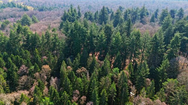 The New Forest National Park in southern England is an ancient landscape of heathland, forest, and coastline. Established by William the Conqueror in 1079 as a royal hunting ground.