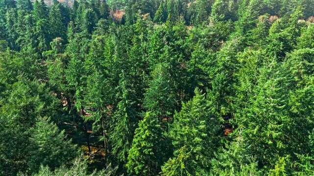 The New Forest National Park in southern England is an ancient landscape of heathland, forest, and coastline. Established by William the Conqueror in 1079 as a royal hunting ground.