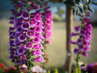 Close-up of Purple Foxglove Flowers © Dong