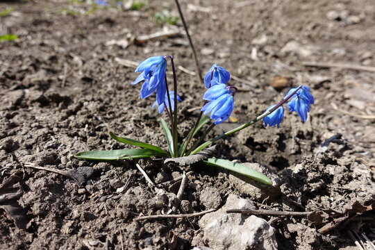 Not completely opened blue flowers of Siberian squill in March