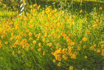 Obraz premium Yellow daisy flowers blooming on a wild meadow by sunny summer day;