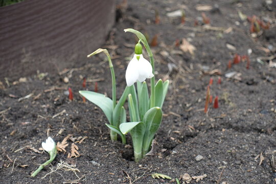 One white flower of Galanthus nivalis in March