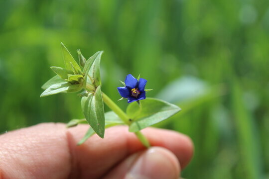 Scarlet pimpernel, Lysimachia arvensis or the Anagallis arvensis purple flowers