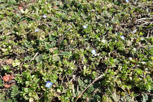 Six blue flowers of grey field speedwell in March