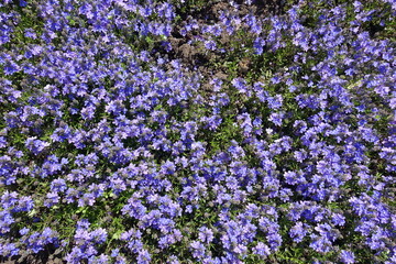 Obraz premium Numberless violet flowers of Veronica prostrata in mid May