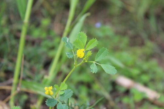 Burr medic, California burclover or Medicago polymorpha