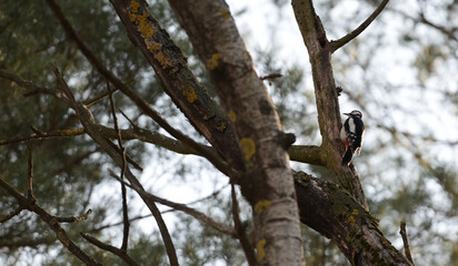 Dzięcioł duży (Dendrocopos major) siedzący na gałęzi, pniu drzewa, w lesie  © Joanna