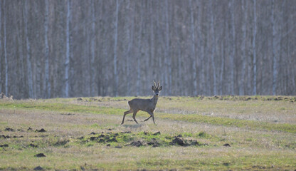 Samiec sarny (kozioł) biegnący wczesną wiosną przez pole, trawę, na tle lasu © Joanna