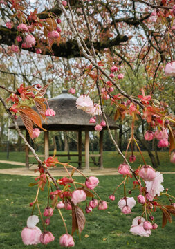 pink cherry blossoms in spring near japanese pavilion