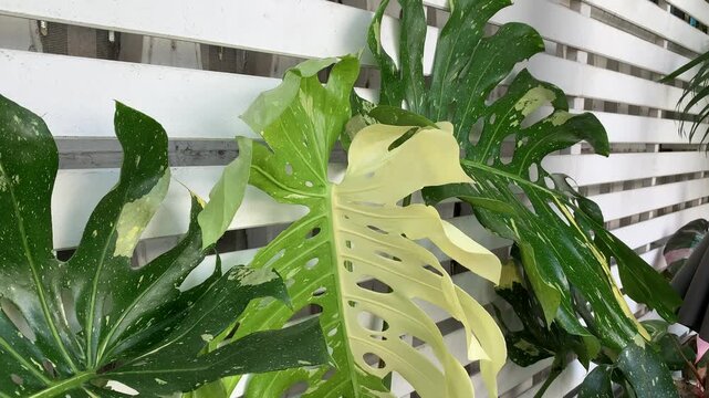 aloe vera plant