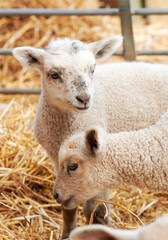 Naklejka premium Thinking, sheep and farming with lambs in barn for agriculture, livestock and meat production. Animals, mammals and sustainable environment with hay, harvest wool and calm behavior in countryside