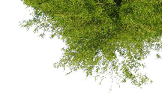 Bamboo leaf isolated transparency background..