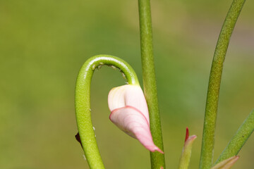 Aulacorthum solani, the foxglove aphids or glasshouse-potato aphids on a cyclamen. Spring, March, Netherlands © Thijs de Graaf