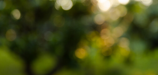 Green bokeh light background with blurred leaves shining in a fresh rainy forest atmosphere © FlynT