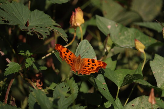 Anglewing comma butterfly on gree leafs