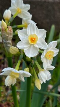 Close-up of white paperwhite narcissus, white narcissus flowers, banner size flower material