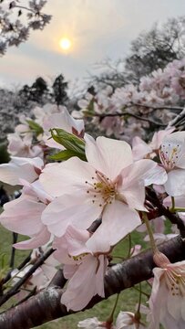 Cherry blossoms bathed in sunlight in the height of spring, pale pink Sato-zakura blossoms, Sato-zakura in full bloom stretching across a sea of flowers​​​​​​​​​​​​​​​​