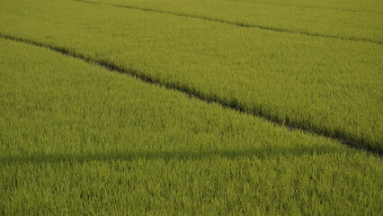Obraz premium green rice field