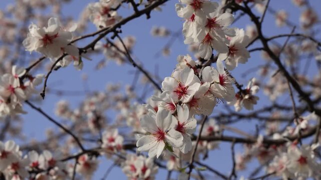 Almond tree (Prunus dulcis) blooming, moving in wind, flowering springtime in deciduous trees orchard.