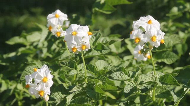 Die Kartoffel &ndash; genie&szlig;bare Knolle und giftige Sch&ouml;nheit. Nur die Knollen sind essbar, Bl&auml;tter und Bl&uuml;ten dagegen giftig. Unser Video zeigen die verf&uuml;hrerische Pracht der Kartoffelbl&uuml;te.